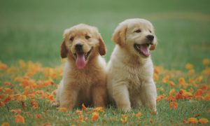 koster at anskaffe en hund? - Hundeklubben