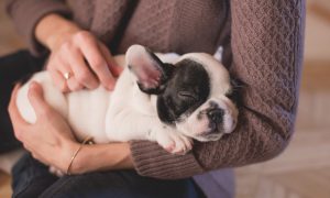 erson kæler lille hundevalp