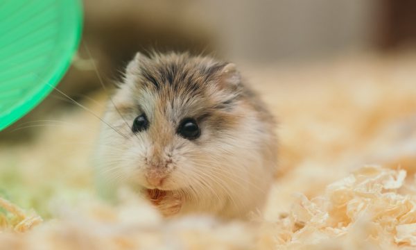 Sødt lille hamster spiser